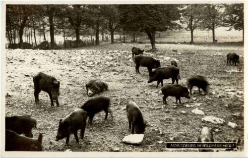 Moritzburg - Im Wildpark - Wildschweine