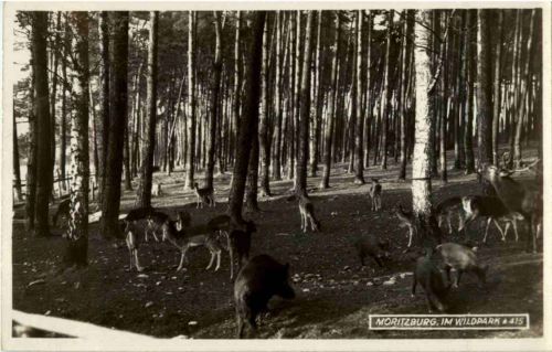 Moritzburg - Im Wildpark - Rehe