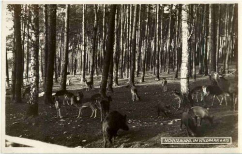 Moritzburg - Im Wildpark - Wildschweine