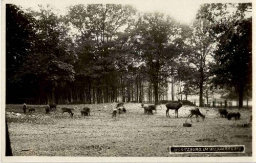 Moritzburg - Im Wildpark - Rehe