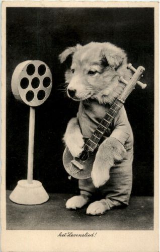 Hund spielt Gitarre