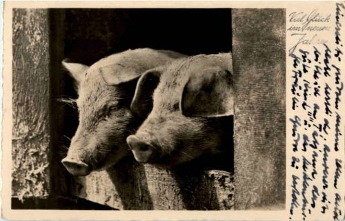 Schwein - Pig