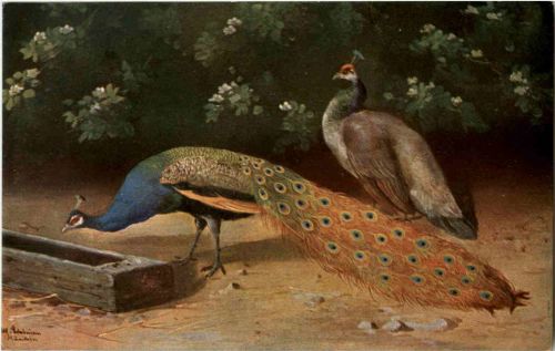 Pfau