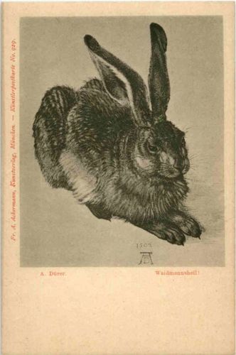 Hase - Rabbit