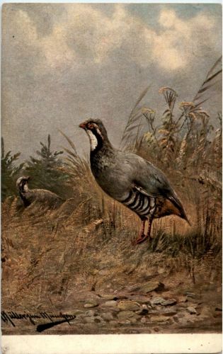 Vogel