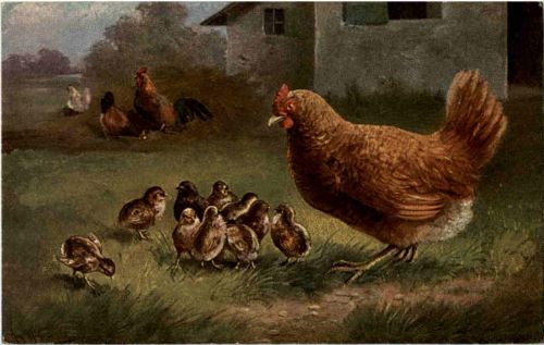 Huhn chicken