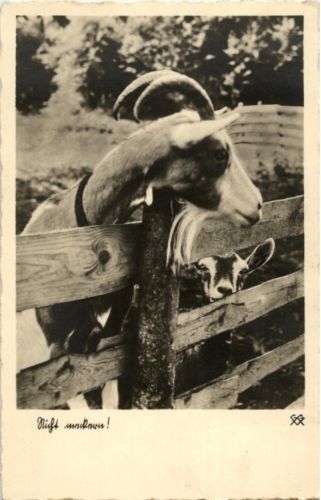 Ziege - Goat