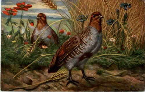 Vogel