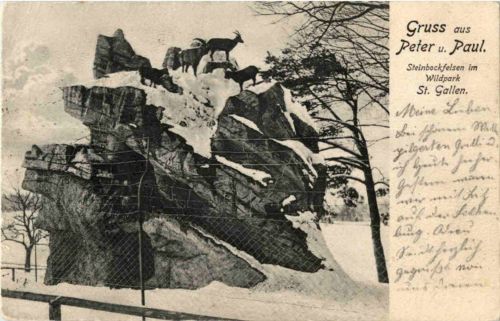 St. Gallen - Wildpark Peter und Paul - Gemsen