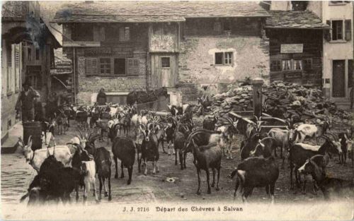 Depart des Chevres a Salvan - Ziegen Goat