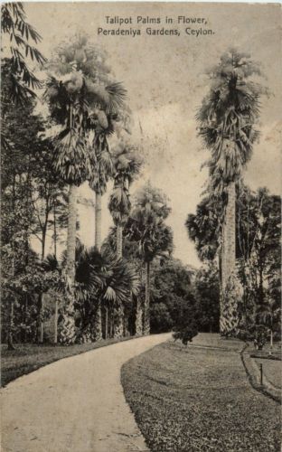 Ceylon - Talipot Palms in Flower - Peradenlya Gardens