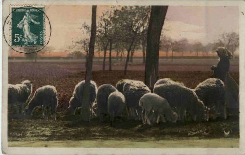 Schafe Sheep