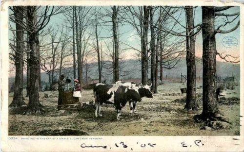 Maple Sugar Camp Vermont