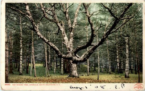 The Wizard Tree - Intervale
