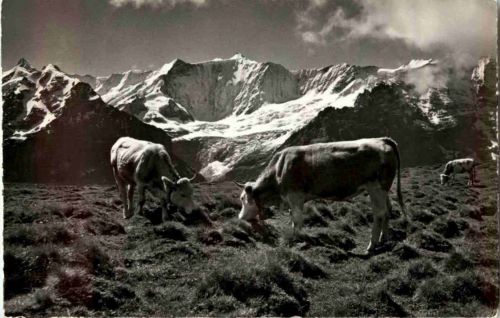 Grindelwald - Bei der Station First Kuh cow
