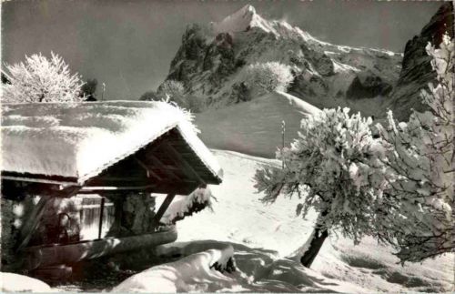 Grindelwald - Bei der Station First Kuh cow