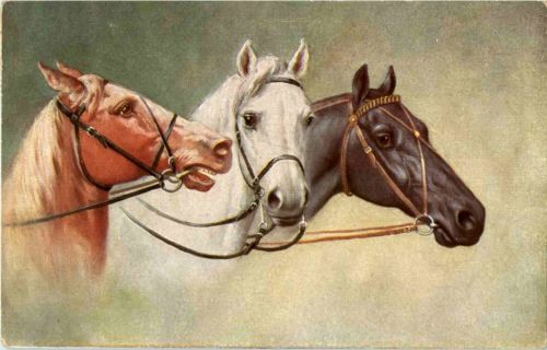 Pferd - Horse