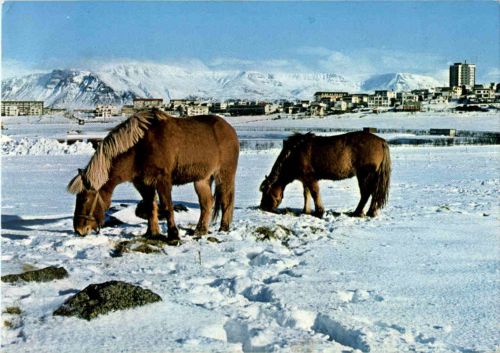Reykjavik um vetur