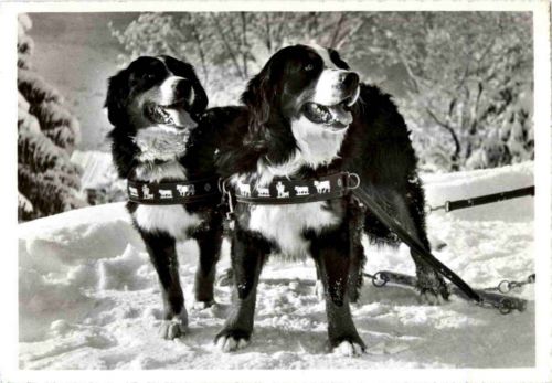 Berner Sennhunde - Haus Bergfrieden