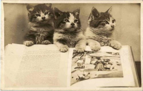 Katzen - Cats
