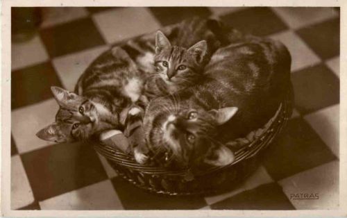 Katzen - Cats