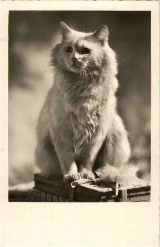 KAtze Cat