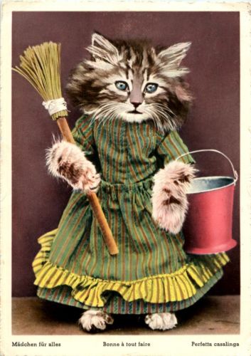 Katze - Cat