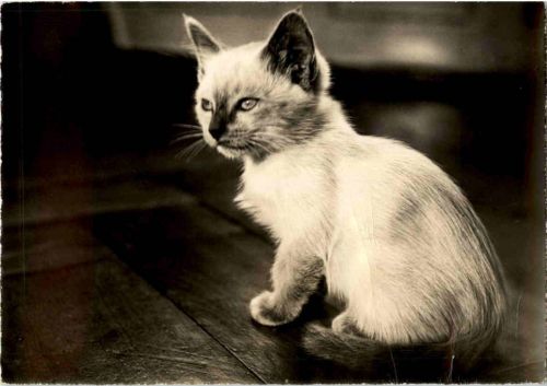 Katze - Cat