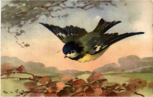 Catharina Klein - Vogel