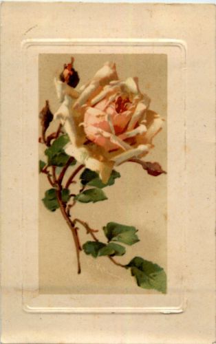 Catherina Klein - Rose