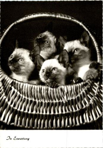 Katzen Cats
