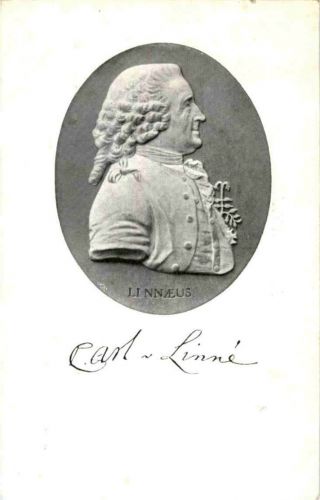 Carl v Linne