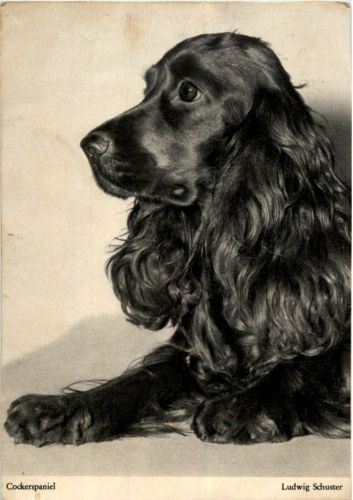 Cockerspaniel