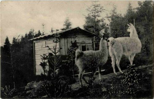 Wildpark - Rothöhe bei Burgdorf