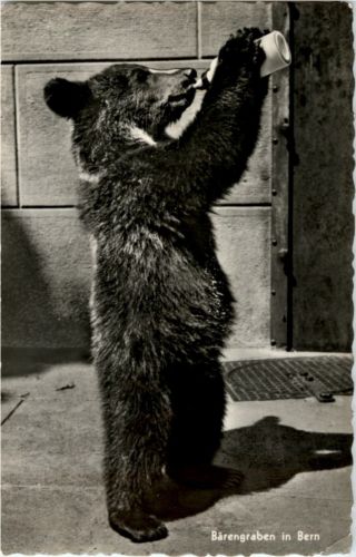 Bern - Bärengraben - Bär