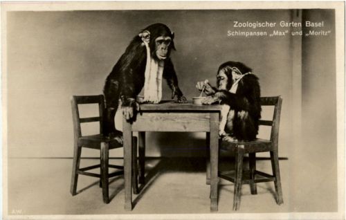 Basel Zoologischer Garten - Schimpansen