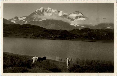 Hopschen See mit Ziegen - Goat