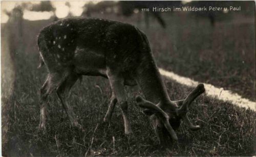 St. Gallen - Peter und Paul Hirsch