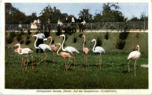 Zürich - Zologischer Garten - Flamingo