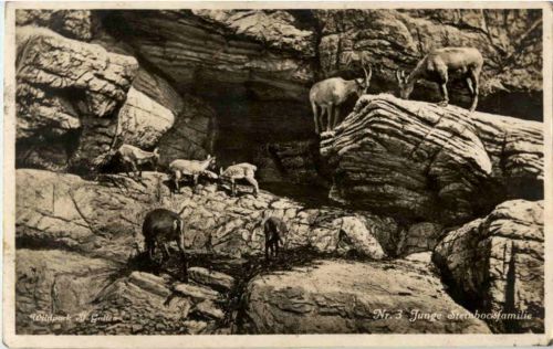 Wildpark St. Gallen - Junge Steinbockfamilie