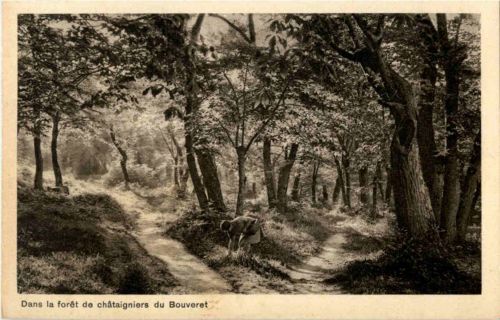 Dans la foret de chataigniers du Bouveret