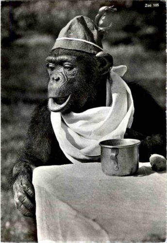 Zürich - Zoo - Schimpanse - Monkey