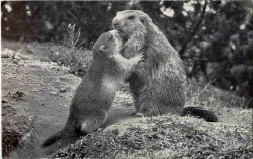 St. Gallen - Wildpark - Murmeltiere