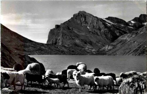 Daubensee am Gemmipass - Schafe
