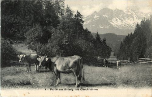 Brünig mit Oltschihörner - Cow Kuh
