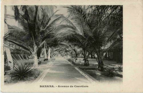 Banana - Avenue de Cocotieres