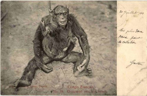 Chimpanse avec son enfant - Monkey