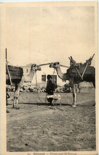 Djibouti - Camel