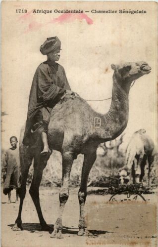 Chamelier Senegalais - camel