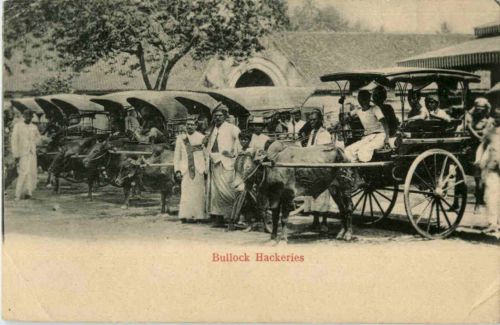 Cylon - Bullock Hackeries